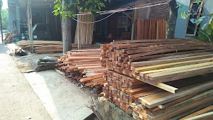 Sumber kayu sengon laut